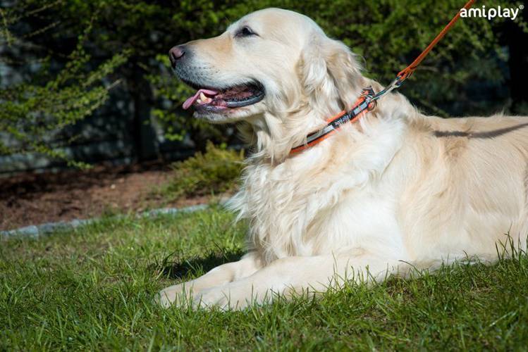 amiplay Obroża regulowana Cotton Shine S Czarny