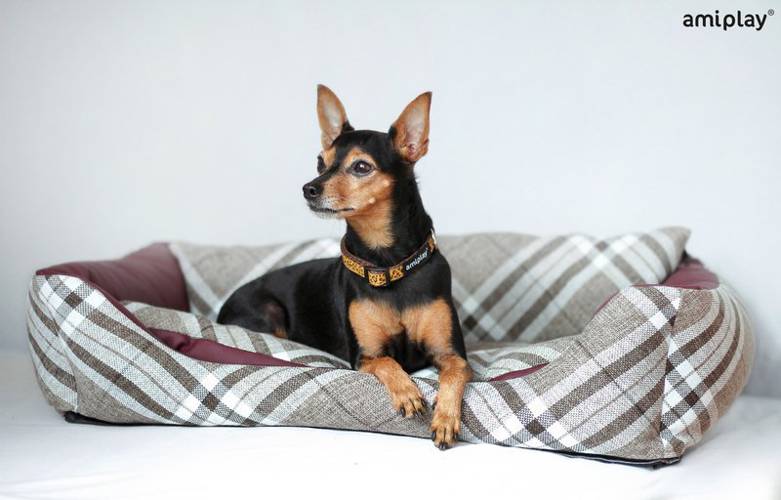 amiplay Obroża regulowana Wink S Czarny