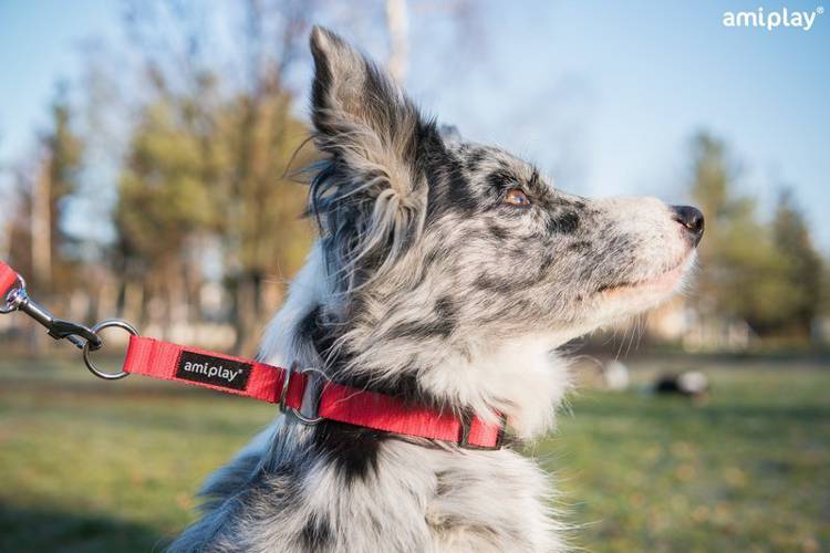 amiplay Obroża półzaciskowa Basic M Czarny