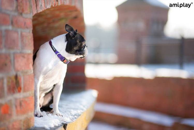 amiplay Obroża regulowana z blokadą Basic M Czarny