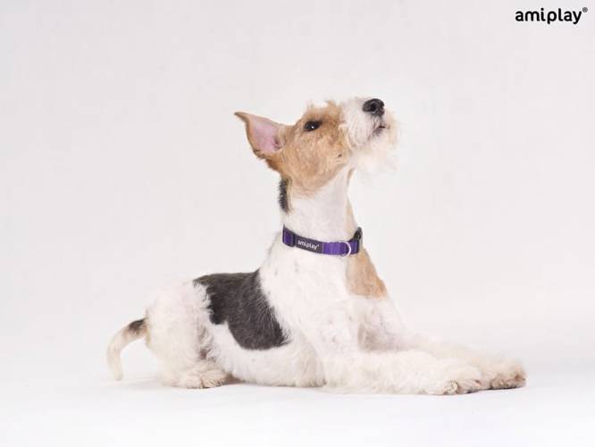 amiplay Obroża regulowana Basic S Czarny