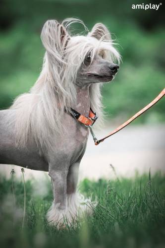 amiplay Obroża regulowana Joy S Niebieskie kości