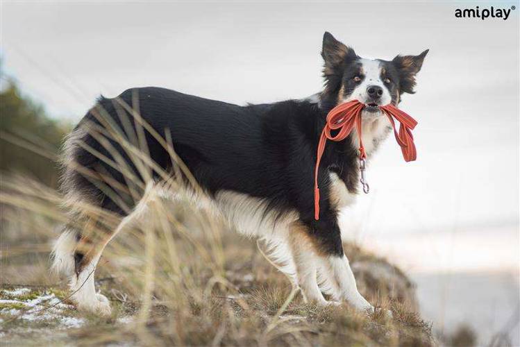 Smycz treningowa bez rączki Rubber S-M pomarańczowa