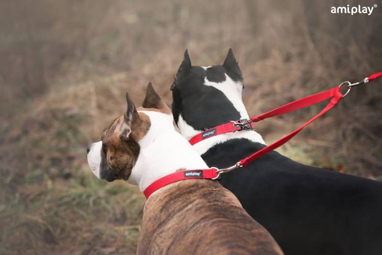 amiplay Dwójnik Basic XL Czerwony