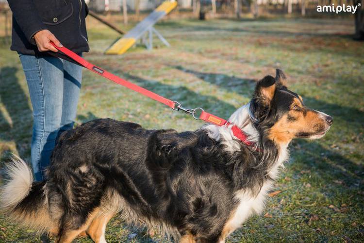 amiplay Pejcz Basic XL Fioletowy