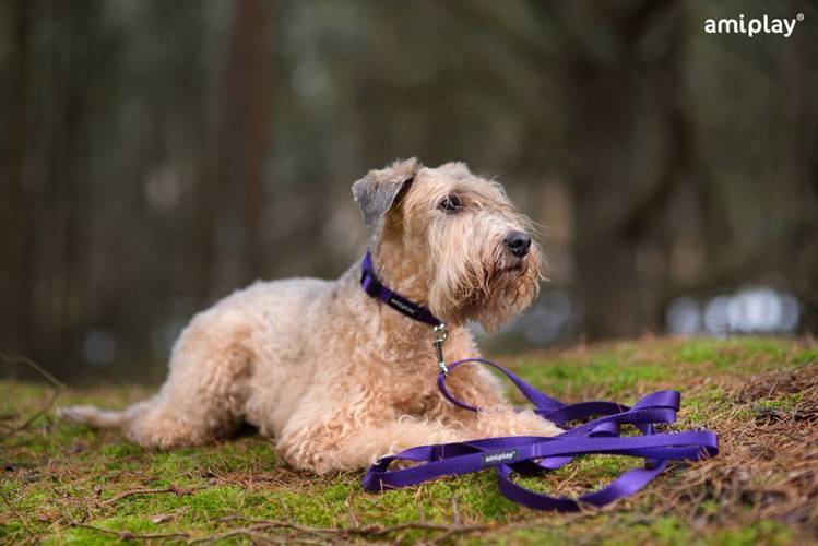 amiplay Smycz Basic S Niebieski