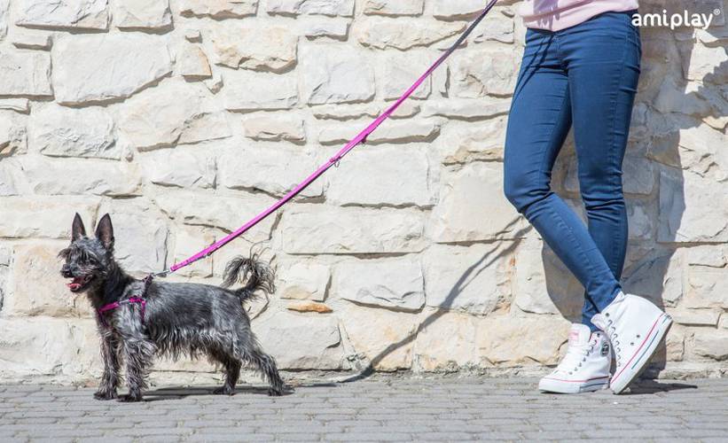 amiplay Smycz regulowana 6 in 1 Twist S Czerwony