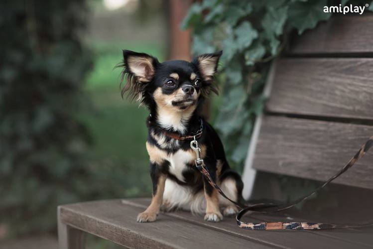 amiplay Smycz regulowana 6 in 1 Safari S Panterka