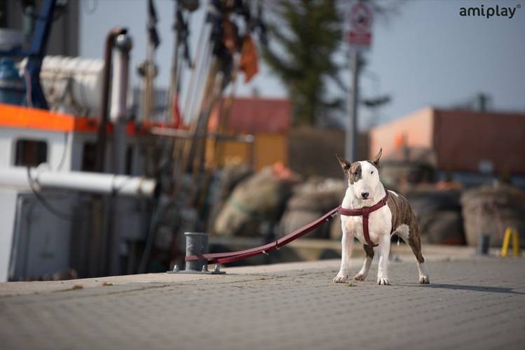 amiplay Smycz regulowana 6 in 1 Cambridge L Biały