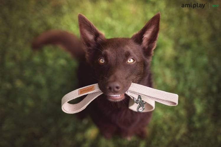 amiplay Smycz Cotton S Czarny