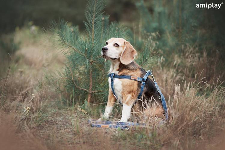 amiplay Smycz regulowana 6 in 1 Denim S Niebieski