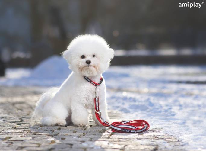 amiplay Smycz regulowana 6 in 1 Cotton Shine S Czarny