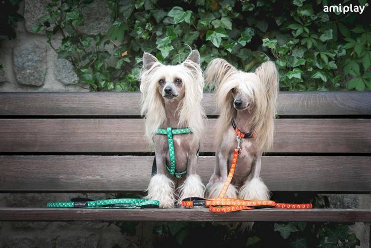 amiplay Smycz regulowana 6 in 1 Joy S Niebieskie kości