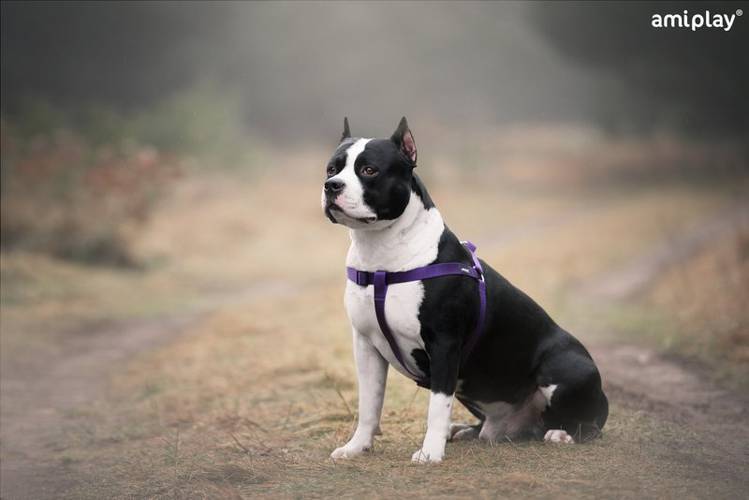 amiplay Szelki regulowane Basic XL Czarny