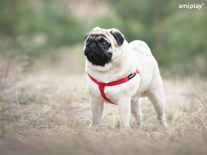 amiplay Szelki regulowane Basic S Czerwony