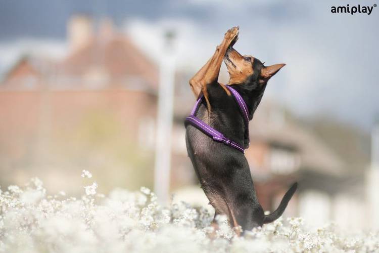 amiplay Szelki regulowane Reflective S Różowy
