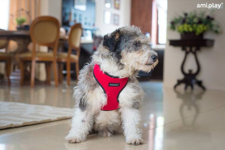 amiplay Szelki Scout Denver M Czerwony