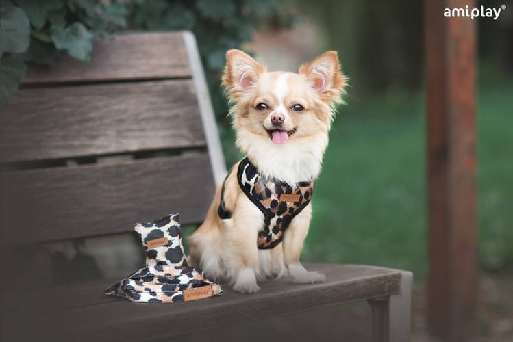 amiplay Szelki Scout Safari S Panterka