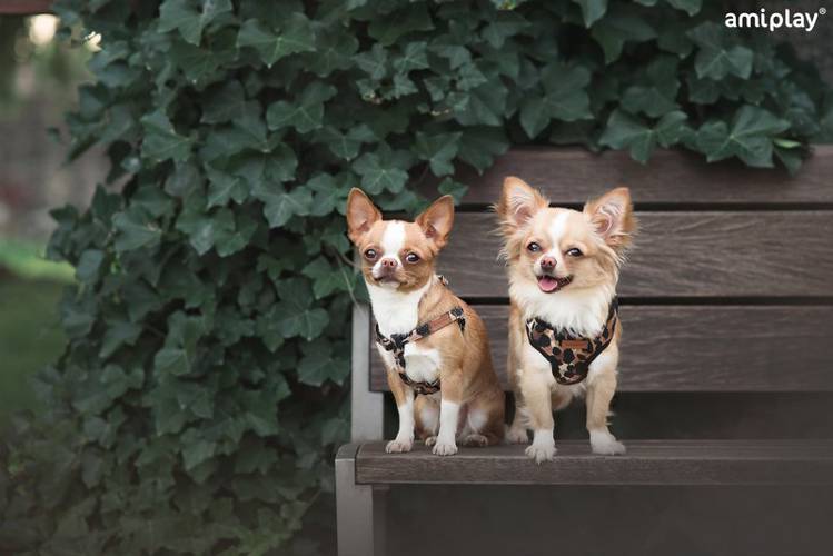 amiplay Szelki regulowane Safari S Panterka