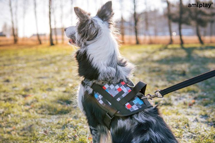 amiplay Szelki amiForce Adventure XXS Camo