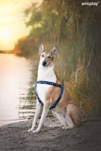 amiplay Szelki regulowane Adventure S Moro