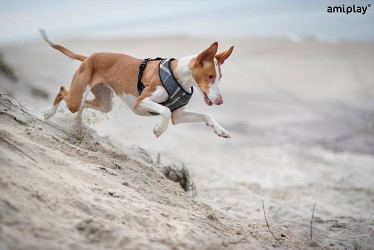 amiplay Szelki Scout London S Szary