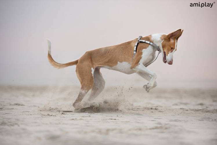 amiplay Szelki regulowane London M Szary