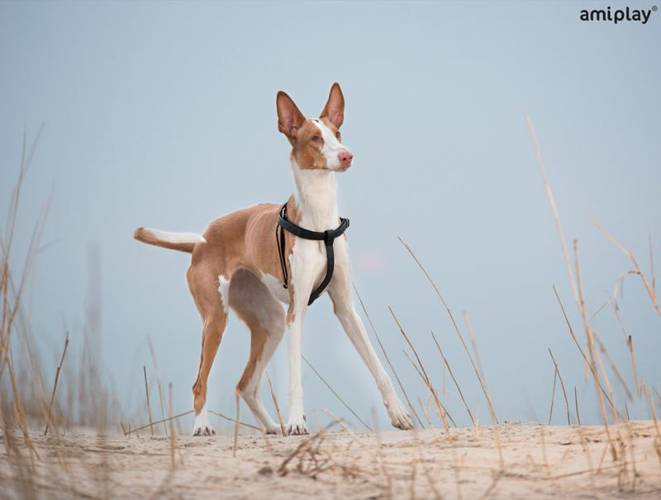 amiplay Szelki regulowane Cambridge L Bordowy