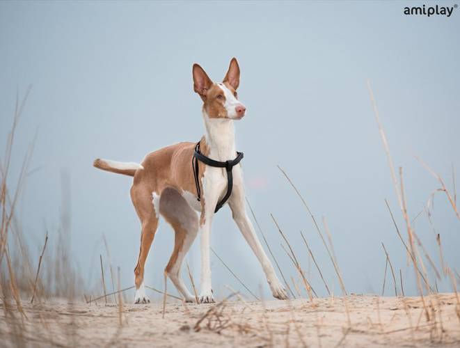 amiplay Szelki regulowane Cambridge L Biały