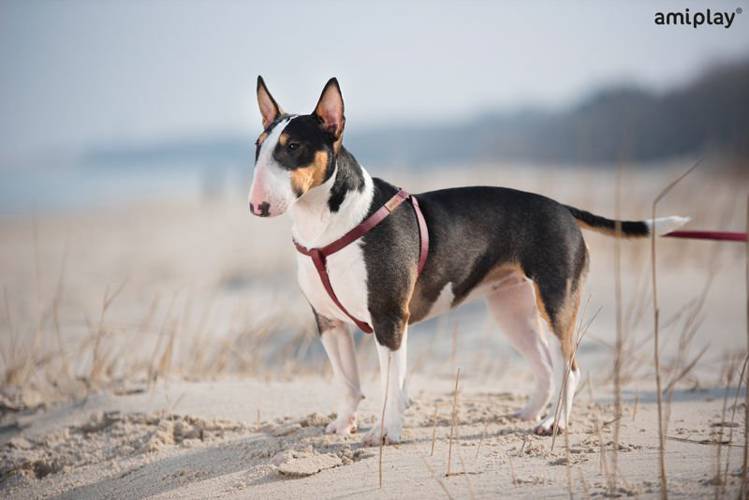 amiplay Szelki regulowane Lincoln M Biały