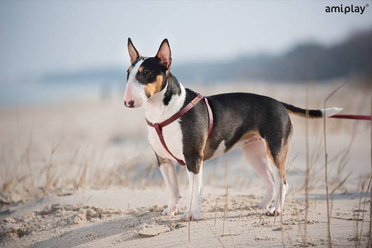 amiplay Szelki regulowane Lincoln S Bordowy