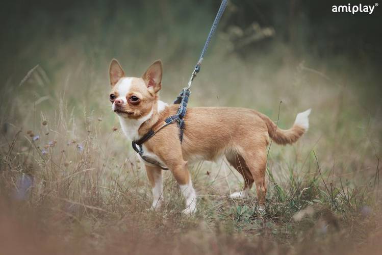 amiplay Szelki regulowane Denim M Granatowy