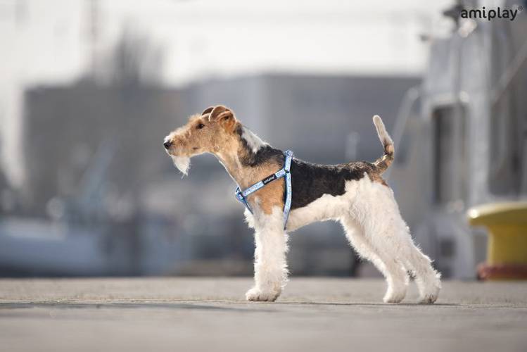 amiplay Szelki regulowane Wink S Czarny