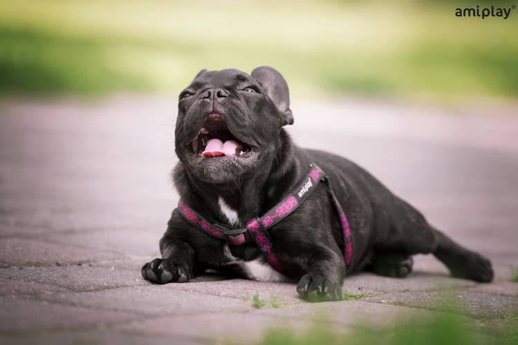 amiplay Szelki regulowane Joy S Niebieskie kości