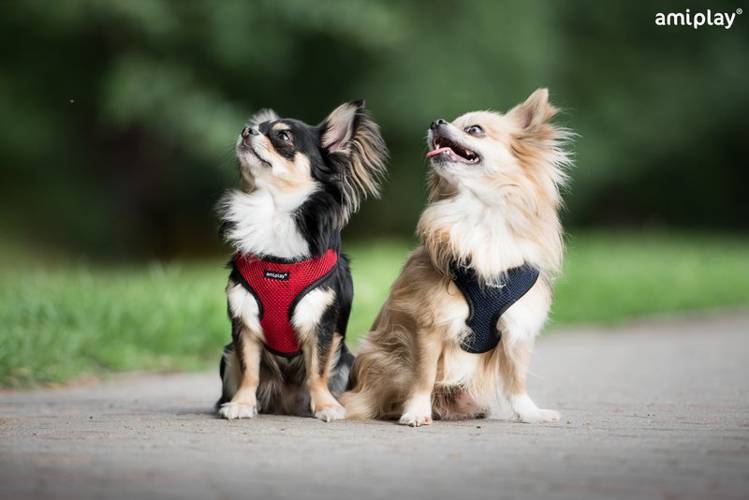 amiplay Szelki Scout Air XS Czarny