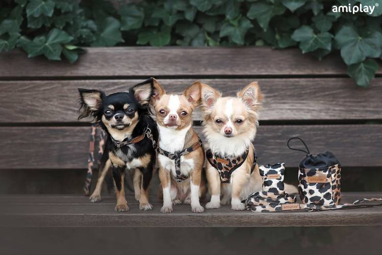 amiplay Torebka na przysmaki Safari Panterka