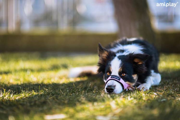 amiplay Halter Basic XXL Czerwony