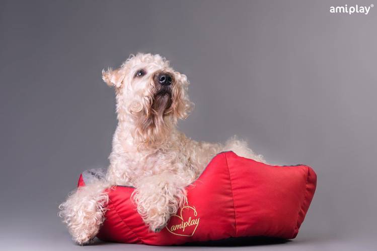 amiplay Korona Babydoll M