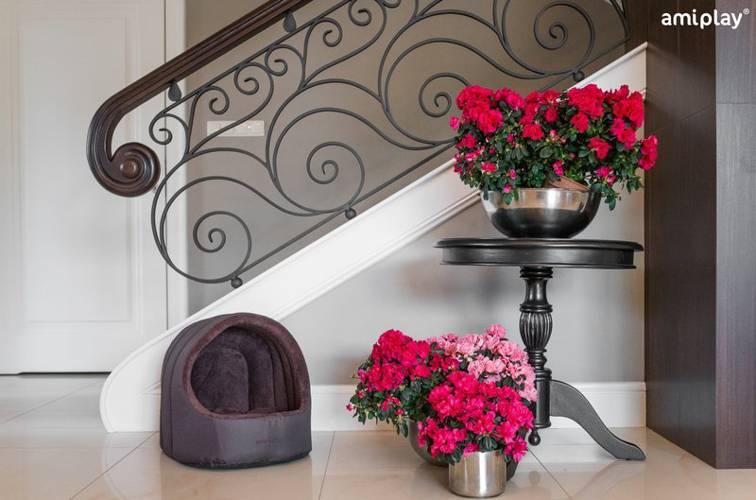 amiplay Buda owalna Aspen S