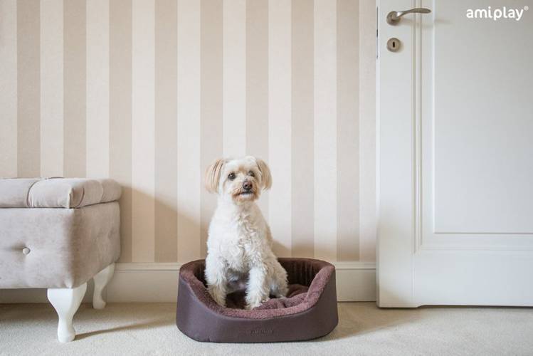 amiplay Legowisko Elipsa Aspen S