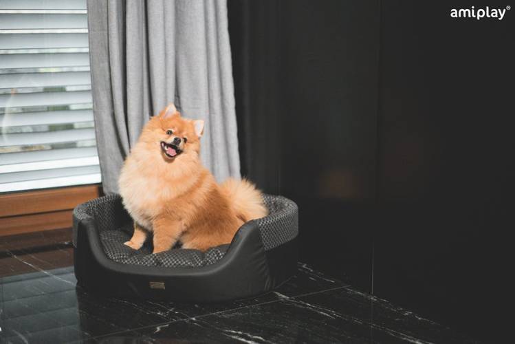 amiplay Legowisko Elipsa 2 in 1 Morgan S