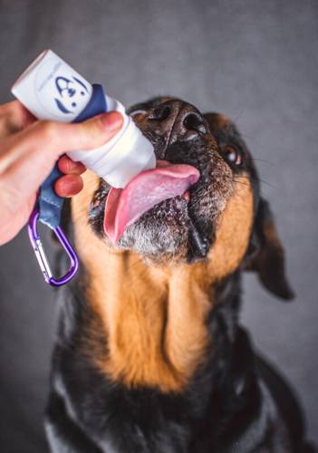 DoggyRoller Różowy