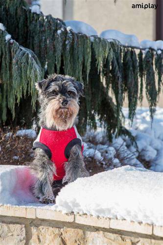 Bluza Denver 25 cm Chihuahua czarna