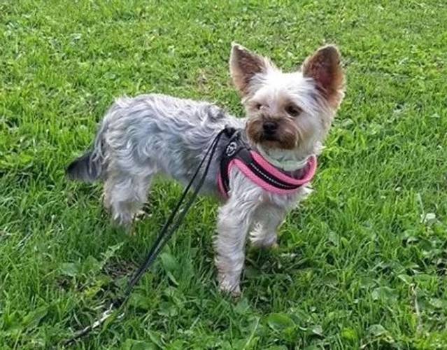 Szelki Mesh Regulowane Na Plecach Różowe - Tre Ponti