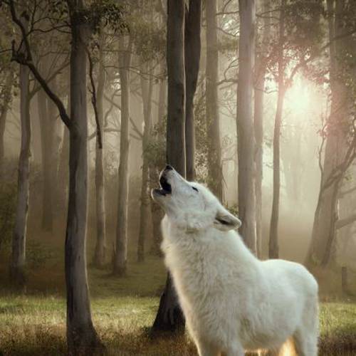 Korzystny pakiet Wolf of Wilderness „The Taste Of", 12 x 800 g The Taste Of Scandinavia