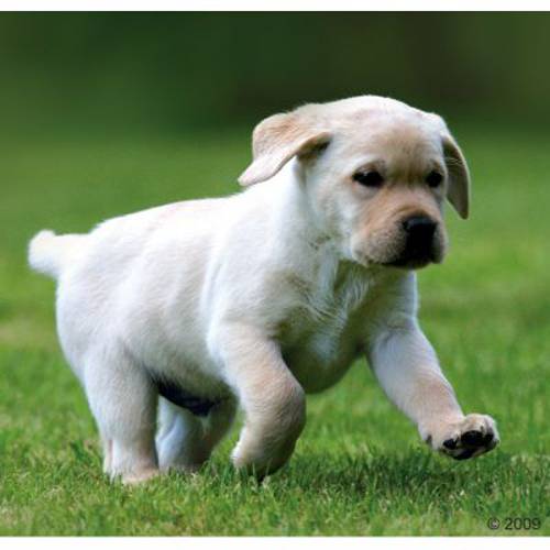 Rocco Junior, 6 x 800 g Drób z wołowiną