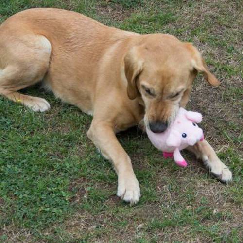 Świnka do masażu dla psa Śr. ok. 8 cm