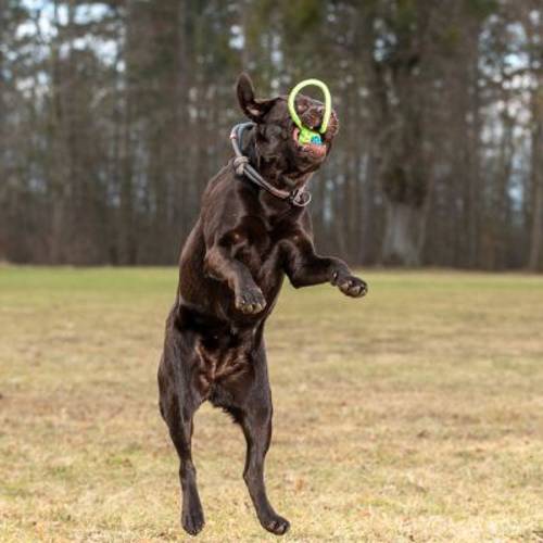 Limoen Piłka ze sznurkiem  2 szt. w zestawie