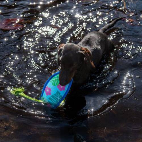 Zabawka dla psa California 1 szt.