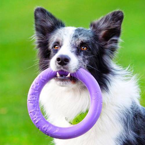 Ferplast Kółko dla psa Puller Standard: Ø 27 cm